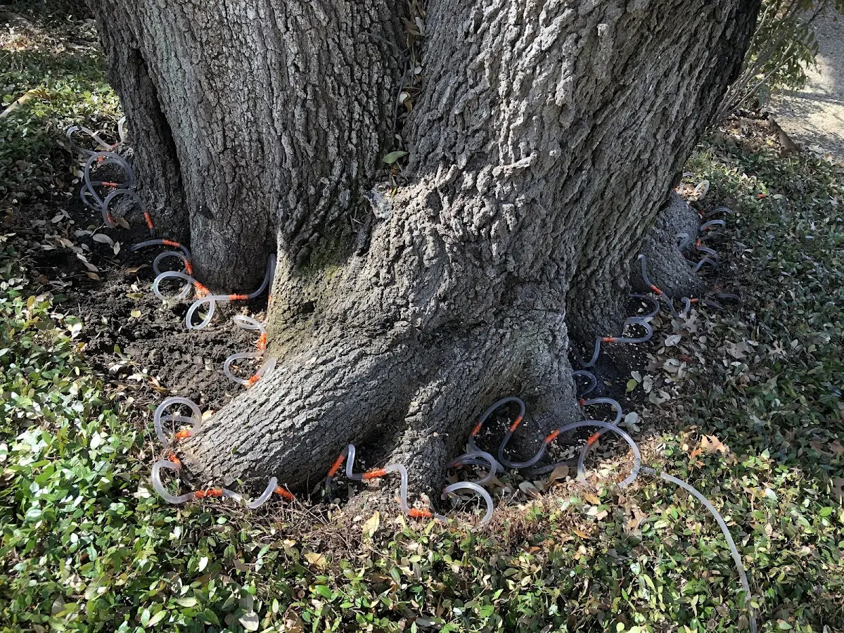Detailed Tree Cabling and Bracing job site in Sunray